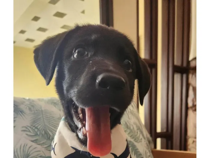 Cachorro ra a Cruza de Labrador com Viralata idade 2 a 6 meses nome APOLO