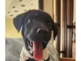 APOLO