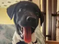 APOLO