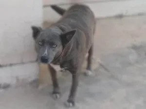 Cachorro raça labrador com Pitbull  idade 6 ou mais anos nome Luna
