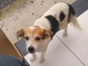 Cachorro raça Pinscher e salsicha idade 4 anos nome Luck