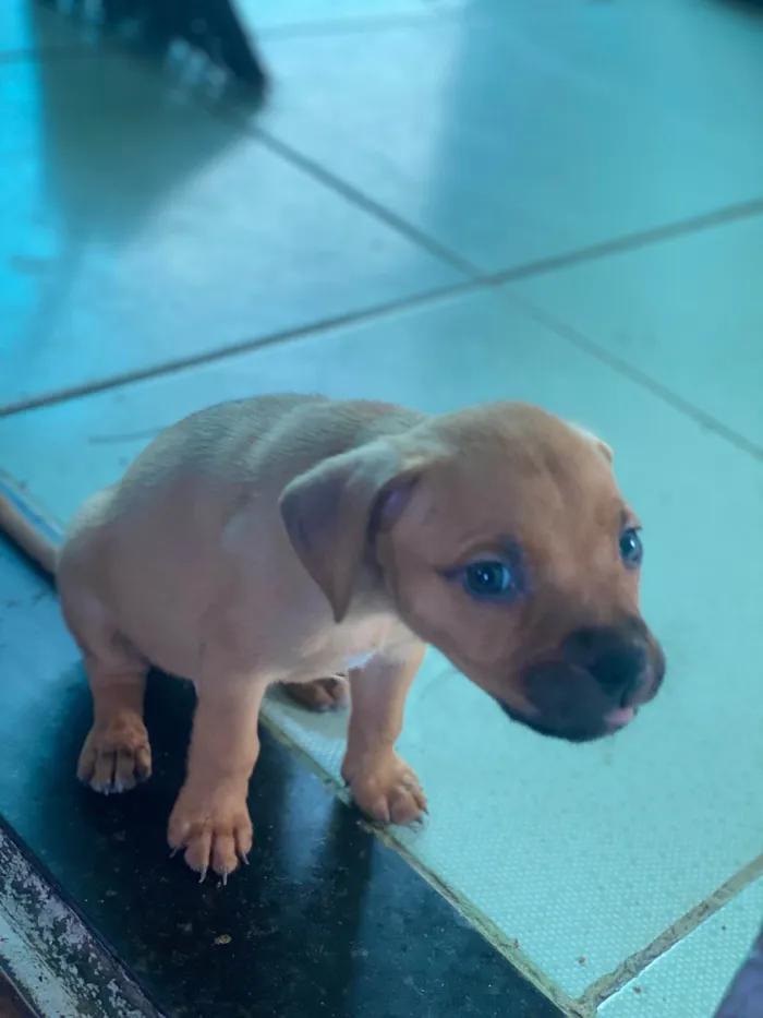 Cachorro ra a SRD-ViraLata idade 2 a 6 meses nome Neguinho