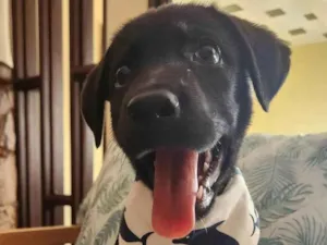 Cachorro raça Cruza de Labrador com Viralata idade 2 a 6 meses nome APOLO