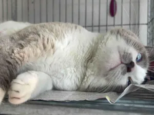 Gato raça Srd idade 1 ano nome Dom Juan