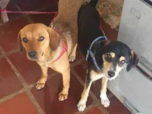 Cachorro raça SRD-ViraLata idade 1 ano nome Caramelo e Toby