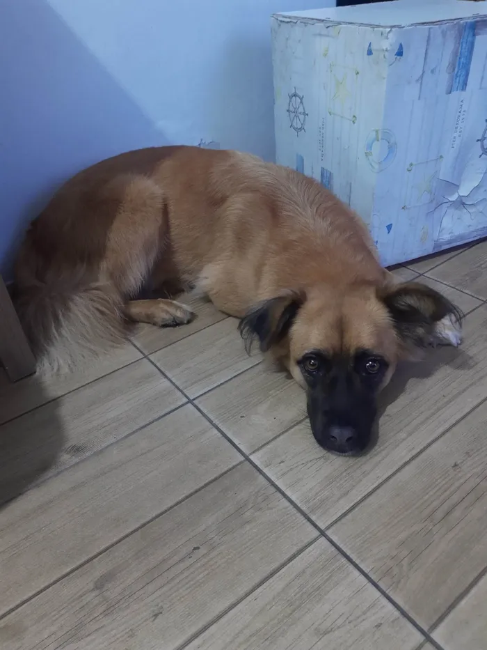 Cachorro ra a SRD-ViraLata com pastor alemão  idade 4 anos nome Kira