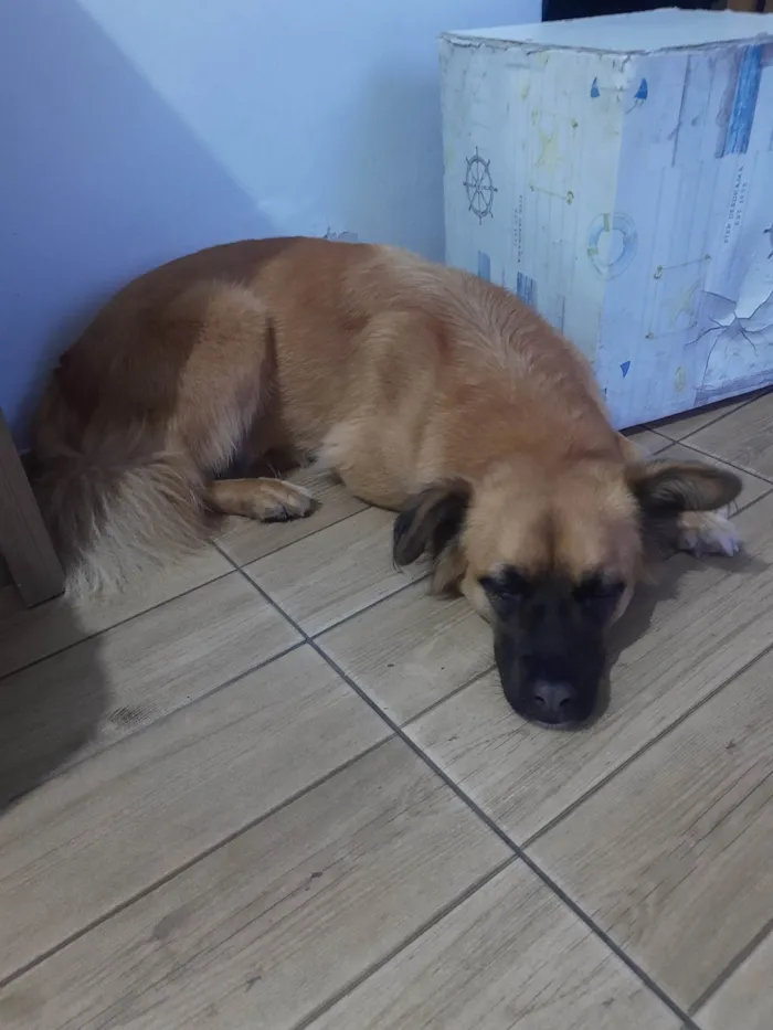 Cachorro ra a SRD-ViraLata com pastor alemão  idade 4 anos nome Kira