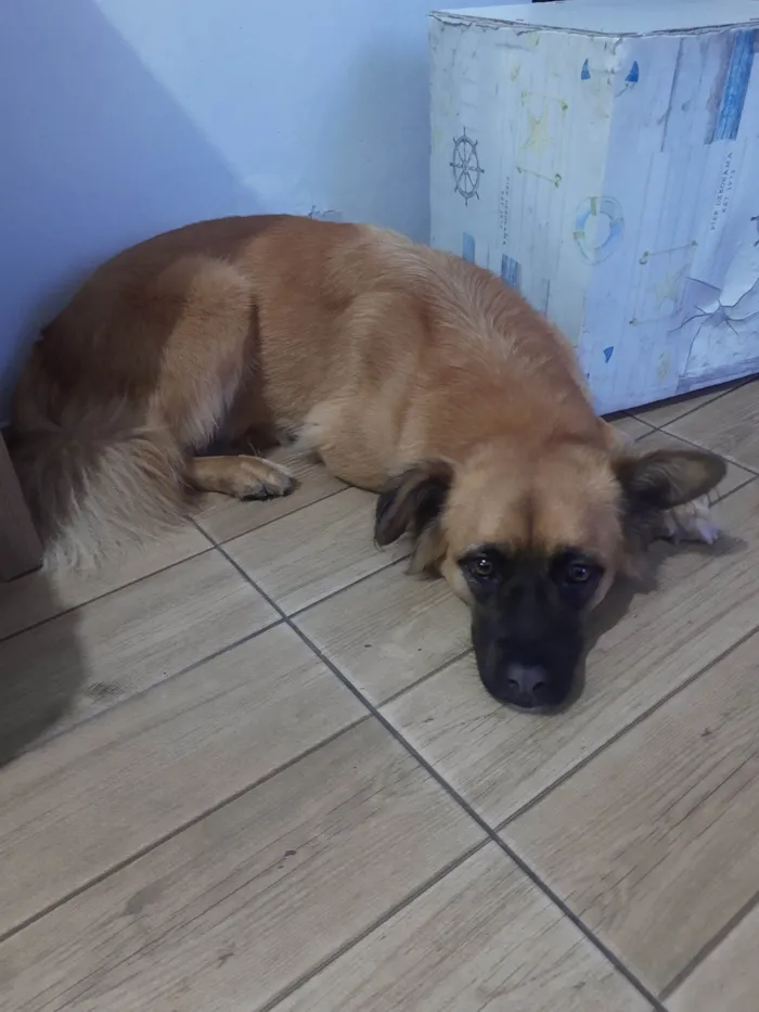 Cachorro ra a SRD-ViraLata com pastor alemão  idade 4 anos nome Kira