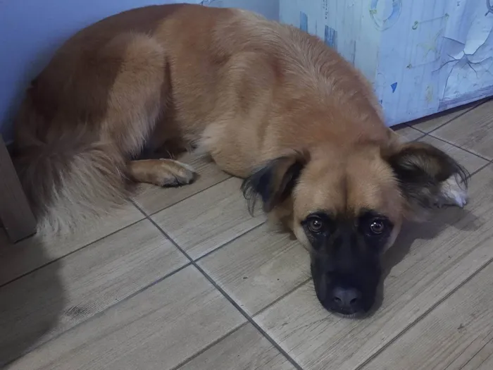 Cachorro ra a SRD-ViraLata com pastor alemão  idade 4 anos nome Kira