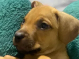 Cachorro raça SRD-ViraLata idade 2 a 6 meses nome Neguinho