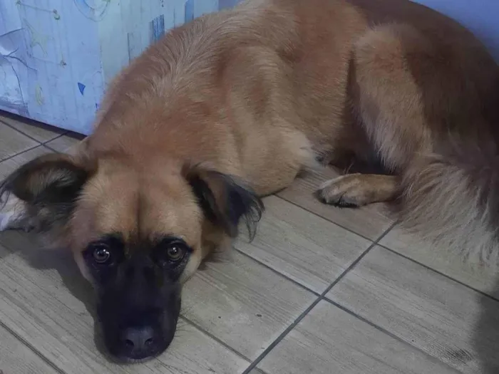 Cachorro ra a SRD-ViraLata com pastor alemão  idade 4 anos nome Kira