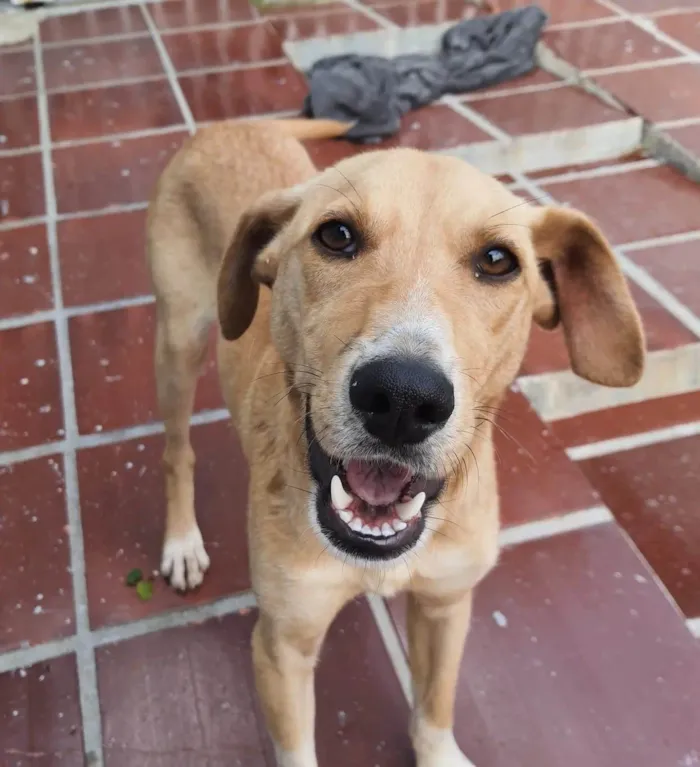 Cachorro ra a SRD-ViraLata idade 2 anos nome Dudu