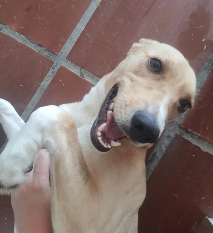 Cachorro ra a SRD-ViraLata idade 2 anos nome Dudu