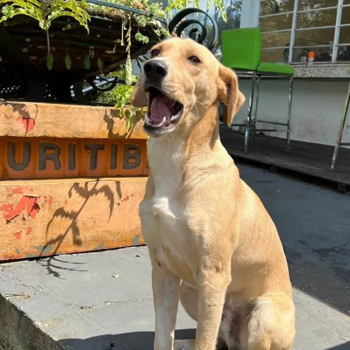 Cachorro ra a SRD-ViraLata idade 2 anos nome Dudu