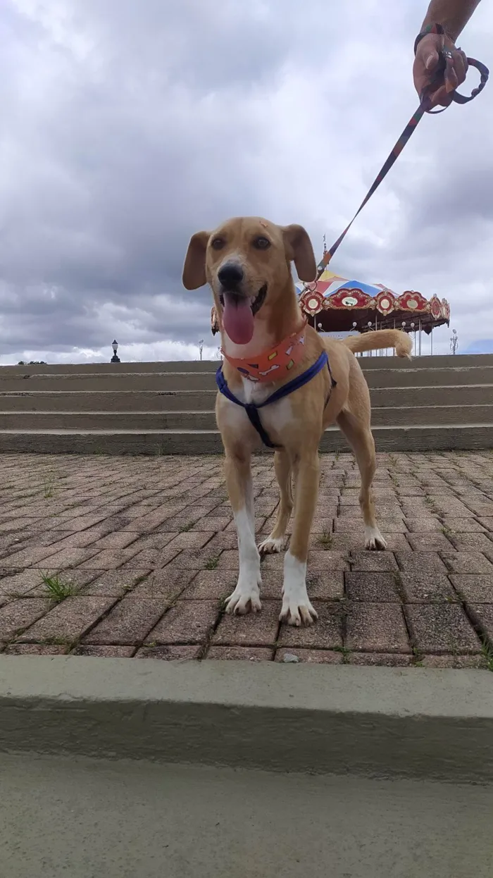 Cachorro ra a SRD-ViraLata idade 2 anos nome Dudu