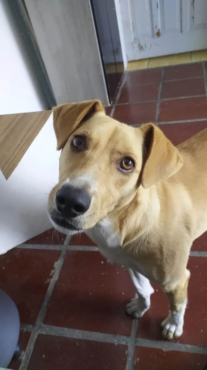 Cachorro ra a SRD-ViraLata idade 2 anos nome Dudu