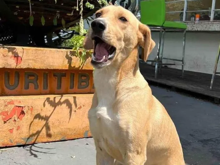 Cachorro ra a SRD-ViraLata idade 2 anos nome Dudu