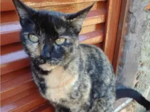 Gato raça SRD-ViraLata idade 2 anos nome LÚCIA
