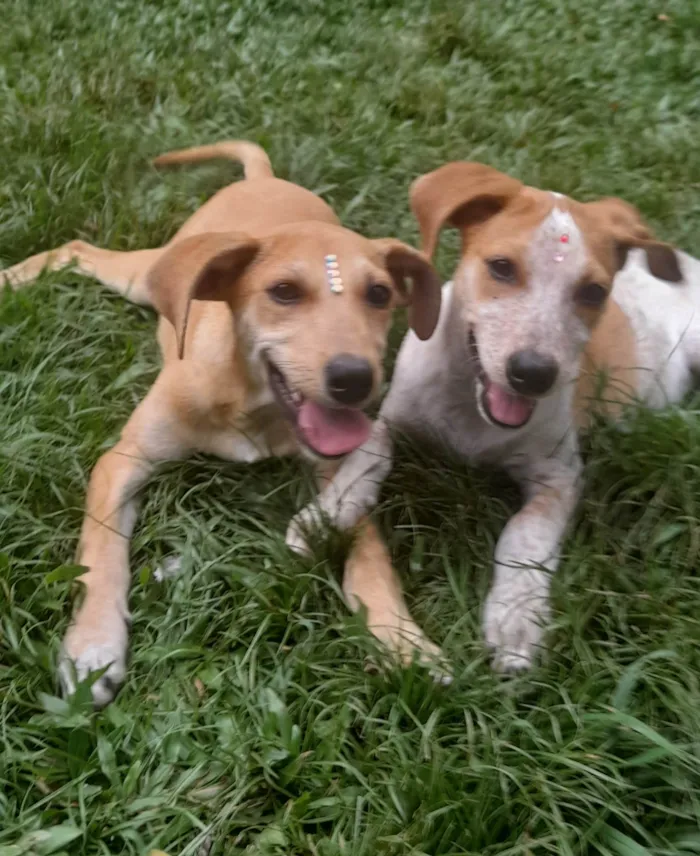 Cachorro ra a SRD-ViraLata idade 2 a 6 meses nome Paçoca e Mel