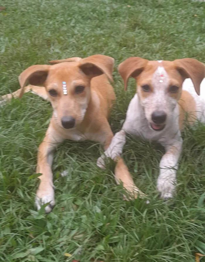 Cachorro ra a SRD-ViraLata idade 2 a 6 meses nome Paçoca e Mel