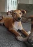 Paçoca e Mel