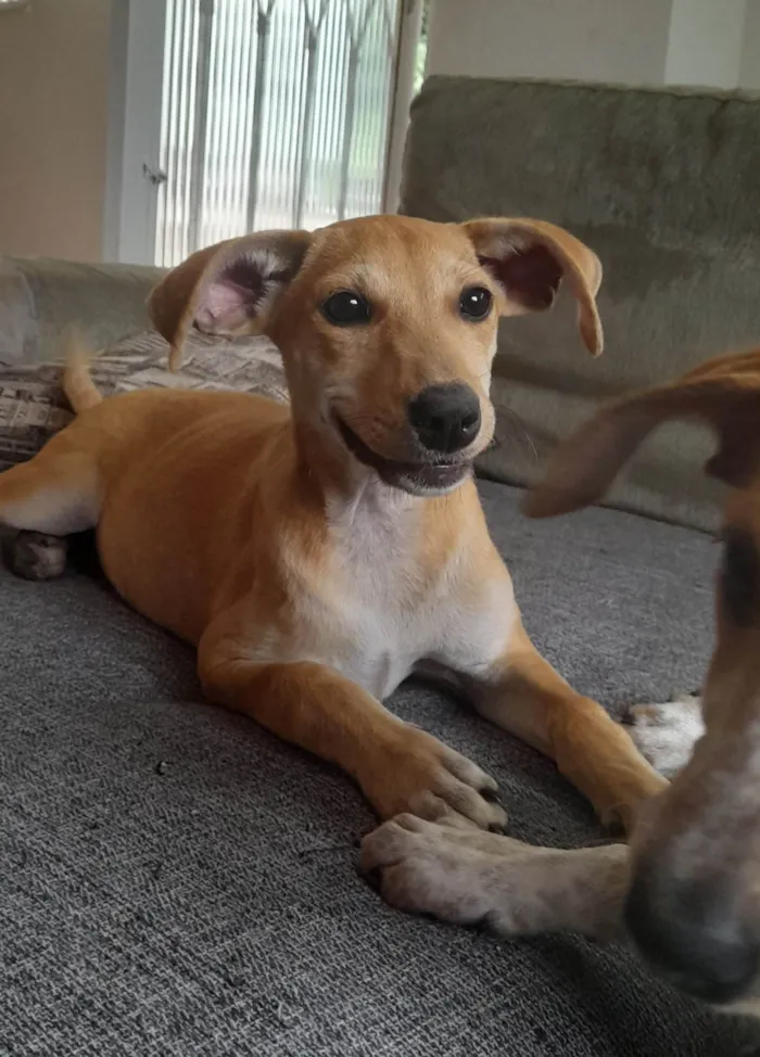 Cachorro ra a SRD-ViraLata idade 2 a 6 meses nome Paçoca e Mel