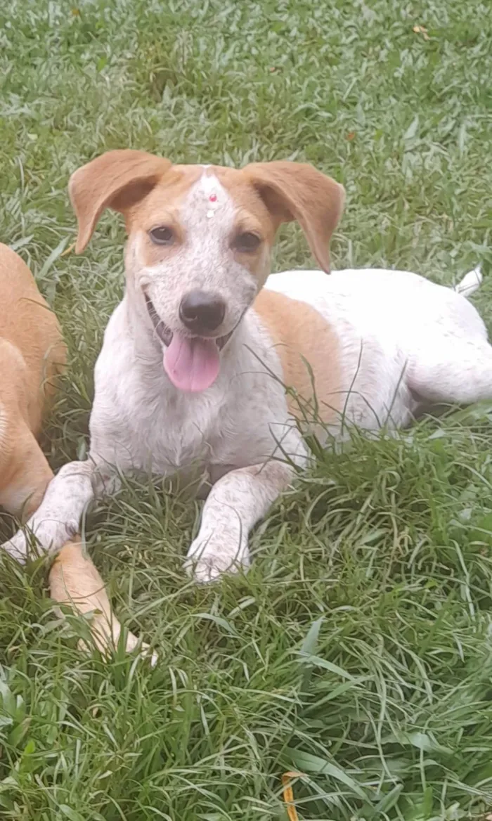 Cachorro ra a SRD-ViraLata idade 2 a 6 meses nome Paçoca e Mel