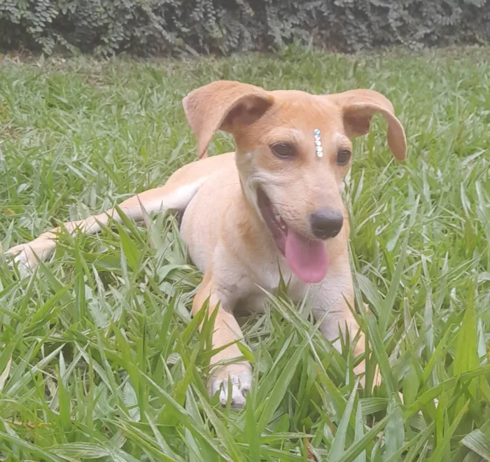 Cachorro ra a SRD-ViraLata idade 2 a 6 meses nome Paçoca e Mel