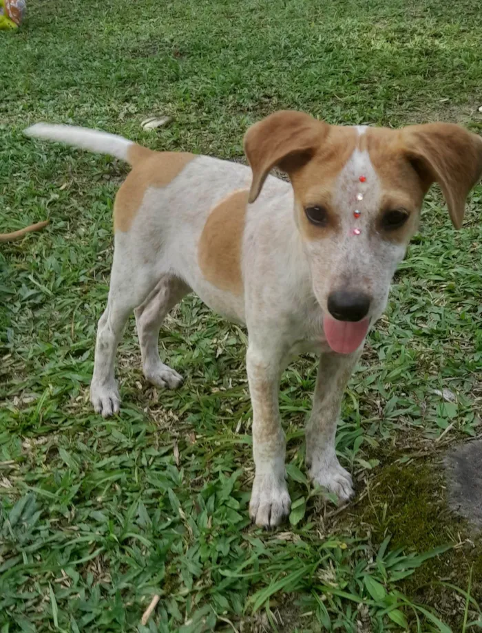 Cachorro ra a SRD-ViraLata idade 2 a 6 meses nome Paçoca e Mel
