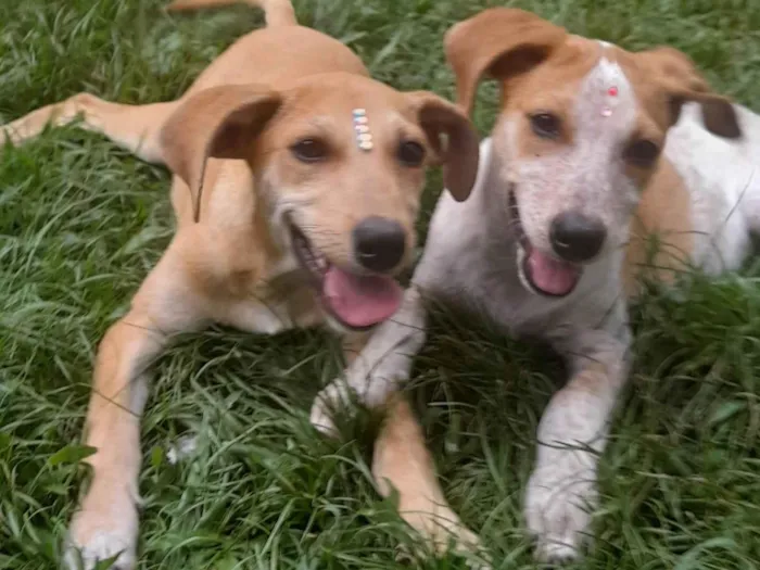 Cachorro ra a SRD-ViraLata idade 2 a 6 meses nome Paçoca e Mel