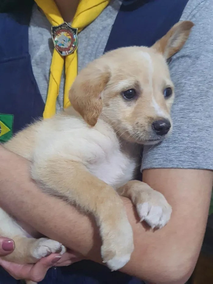 Cachorro ra a SRD-ViraLata idade 2 a 6 meses nome chewie