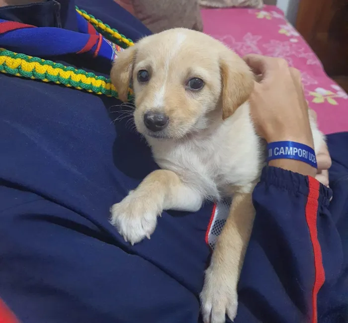 Cachorro ra a SRD-ViraLata idade 2 a 6 meses nome chewie