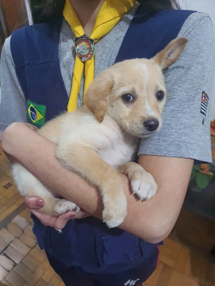 Cachorro ra a SRD-ViraLata idade 2 a 6 meses nome chewie