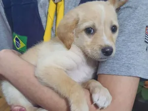 Cachorro raça SRD-ViraLata idade 2 a 6 meses nome chewie