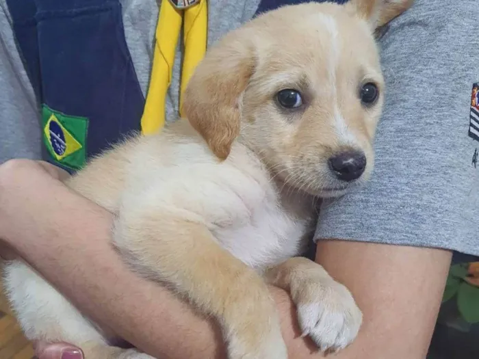 Cachorro ra a SRD-ViraLata idade 2 a 6 meses nome chewie