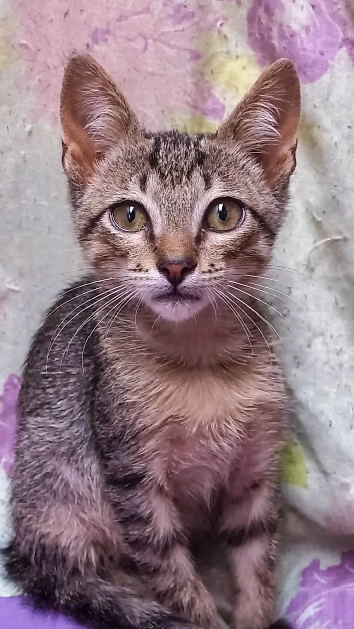 Gato ra a SRD-ViraLata idade 2 a 6 meses nome Gatinho filhote( fiv felv negativos)