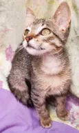 Gatinho filhote( fiv felv negativos)