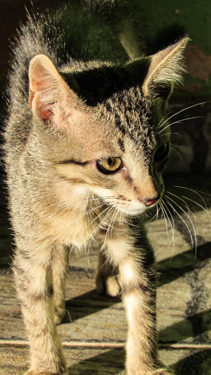Gato ra a SRD-ViraLata idade 2 a 6 meses nome Gatinho filhote( fiv felv negativos)