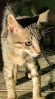 Gatinho filhote( fiv felv negativos)