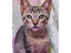 Gato raça SRD-ViraLata idade 2 a 6 meses nome Gatinho filhote( fiv felv negativos)