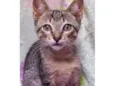 Gatinho filhote( fiv felv negativos)