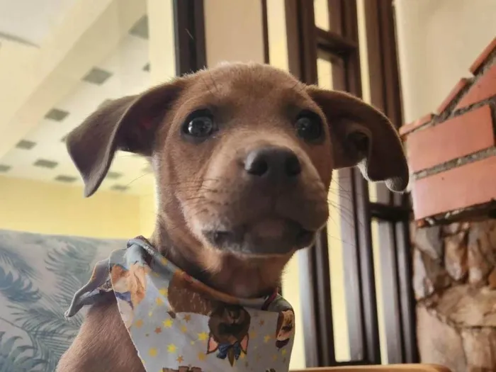 Cachorro ra a SRD idade 2 a 6 meses nome Trovão 