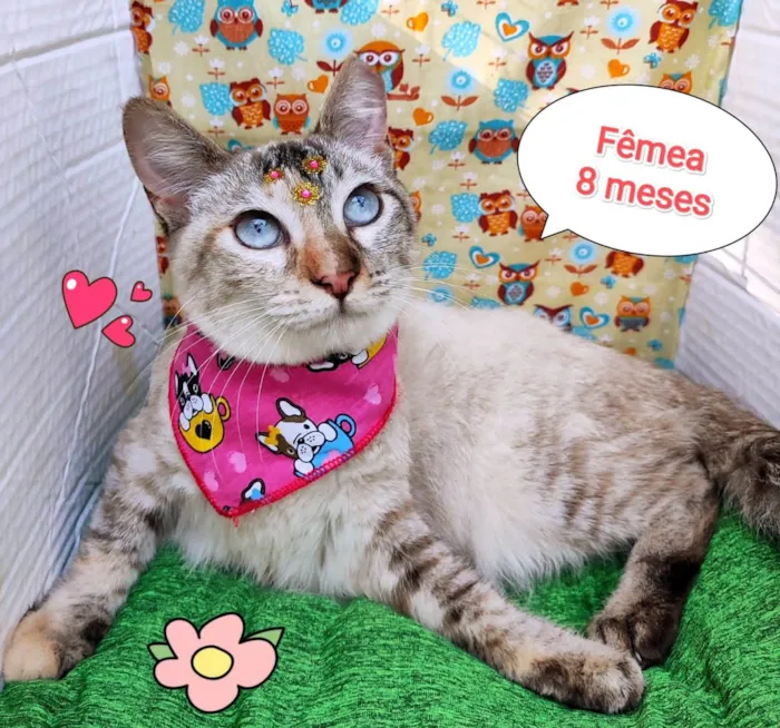 Gato ra a  idade 7 a 11 meses nome Lila