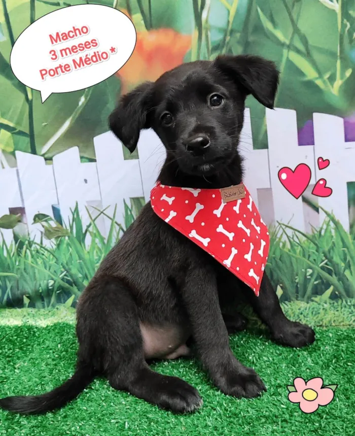 Cachorro ra a  idade 2 a 6 meses nome Max