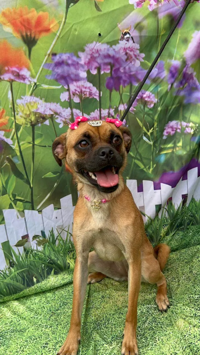 Cachorro ra a  idade 1 ano nome Lilica