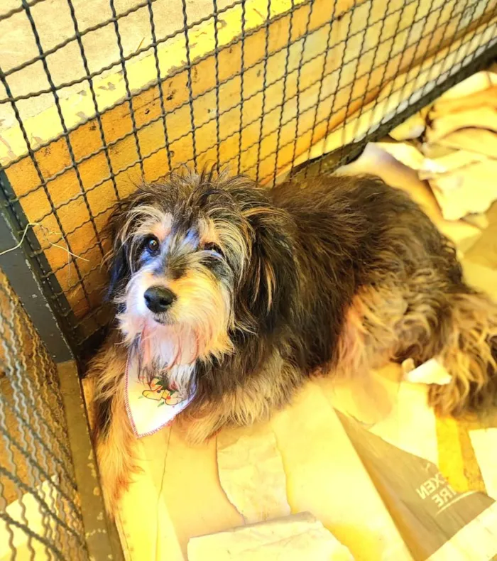 Cachorro ra a  idade 5 anos nome Rufous
