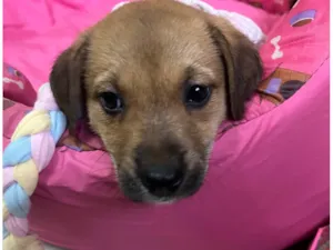 Cachorro raça SRD-ViraLata idade Abaixo de 2 meses nome Dani