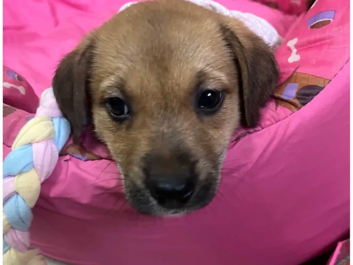 Cachorro ra a SRD-ViraLata idade Abaixo de 2 meses nome Dani