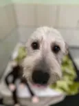 Caetano
