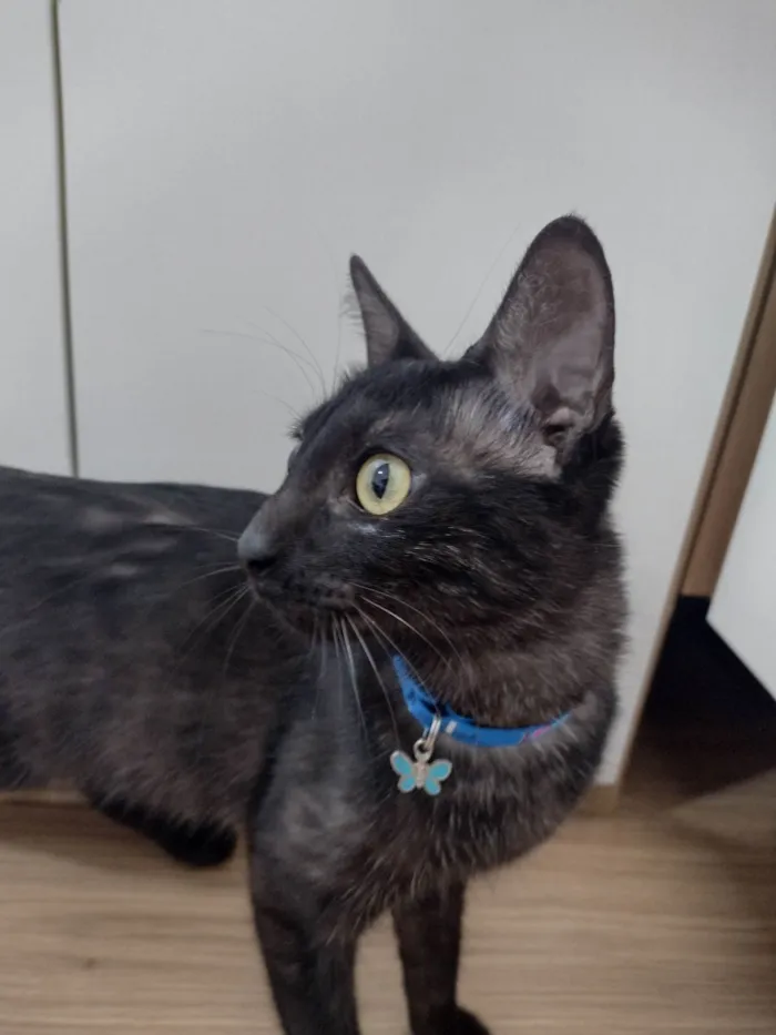 Gato ra a Srd idade 2 a 6 meses nome Belinha